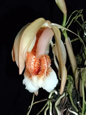 Bild von Coelogyne speciosa 2